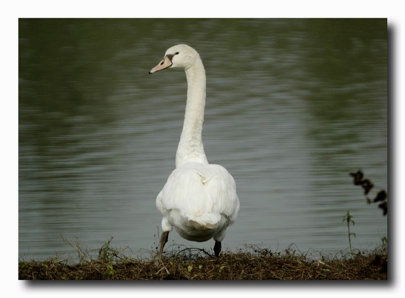 Cigno reale - Cygnus olor  &  Cigno nero - Cygnus atratus